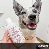 AFTERWALK Sanitizing Paw Gel Cleanser