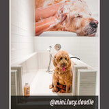 Oatmeal - Ultra Gentle Soothing Dog Shampoo