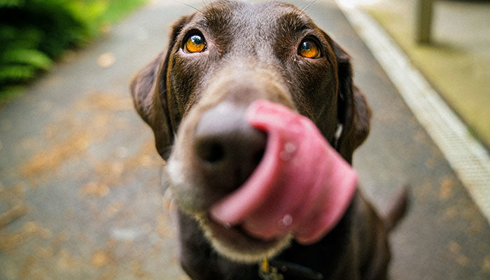 Human Food: What’s Toxic For Your Dog’s Health?