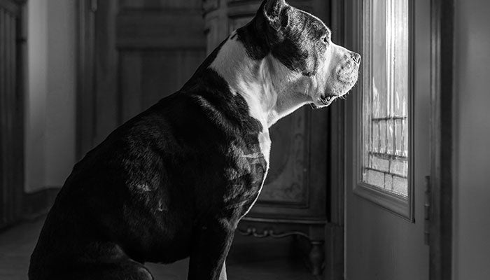 Dog Separation Anxiety: How It Happens and How To Recognize It