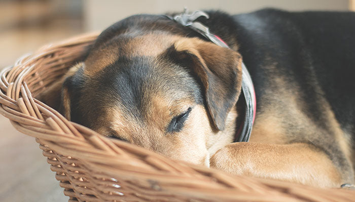 Dog Separation Anxiety: How To Treat and Prevent It