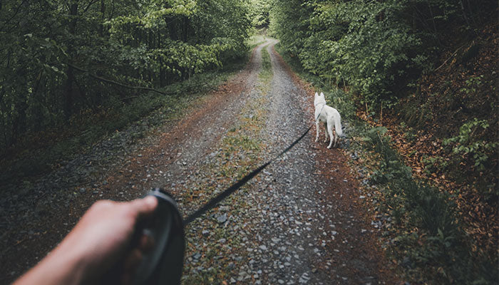 How To Prevent Your Dog From Pulling On The Leash