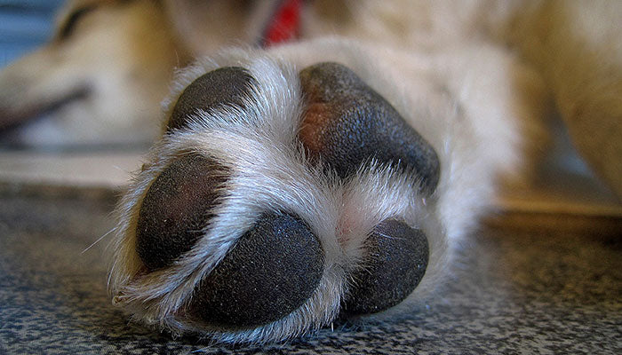 Healthy Paws, Happy Dogs: How to Keep Your Pup’s Feet Healthy