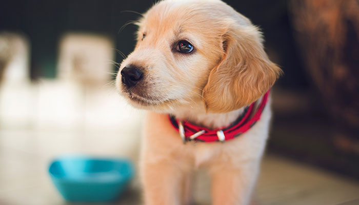 Keep Your Pup Happy and Healthy: Tips to Help Your Pup Live Longer