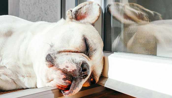 Nap Time All The Time: The Ins and Outs of Healthy Sleeping Habits for Your Dog