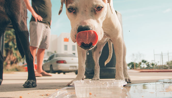 Dog Days of Summer: How To Keep Your Pup Cool
