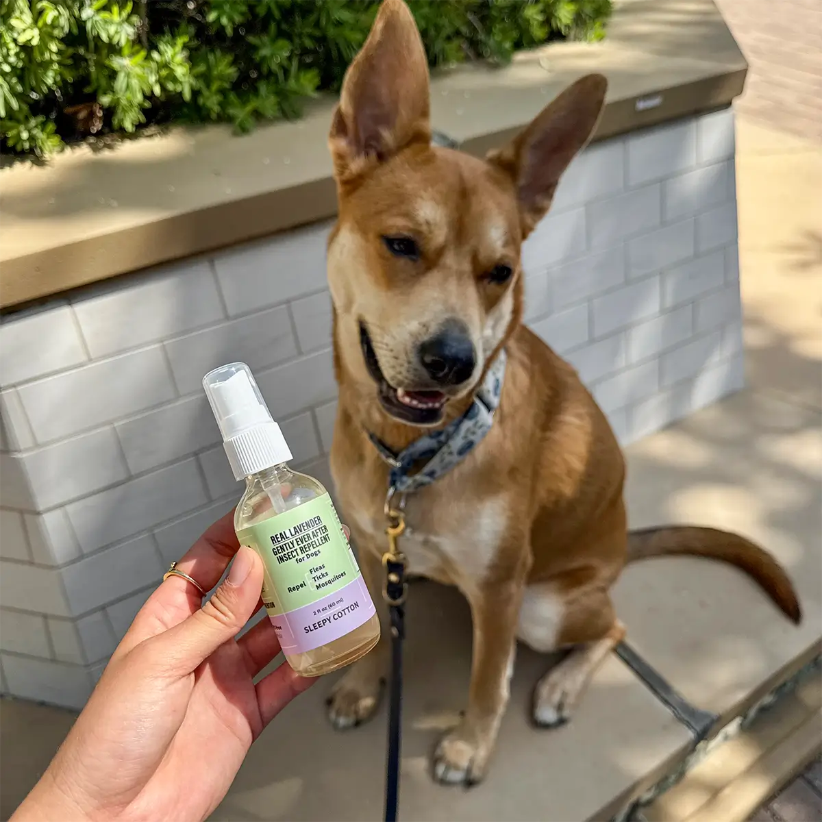 Bota-Guard (Lavender) Insect Repellent - DEET-Free Formula