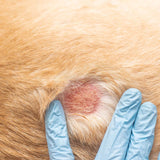 Dog Hot Spot Spray Step 1. Antiseptic & Antifungal