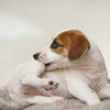 Dog Hot Spot Spray Step 2. Healing & Soothing