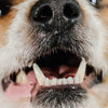 Oddly Sweet Dental Care Oral Gel for Dogs (Ambassador)