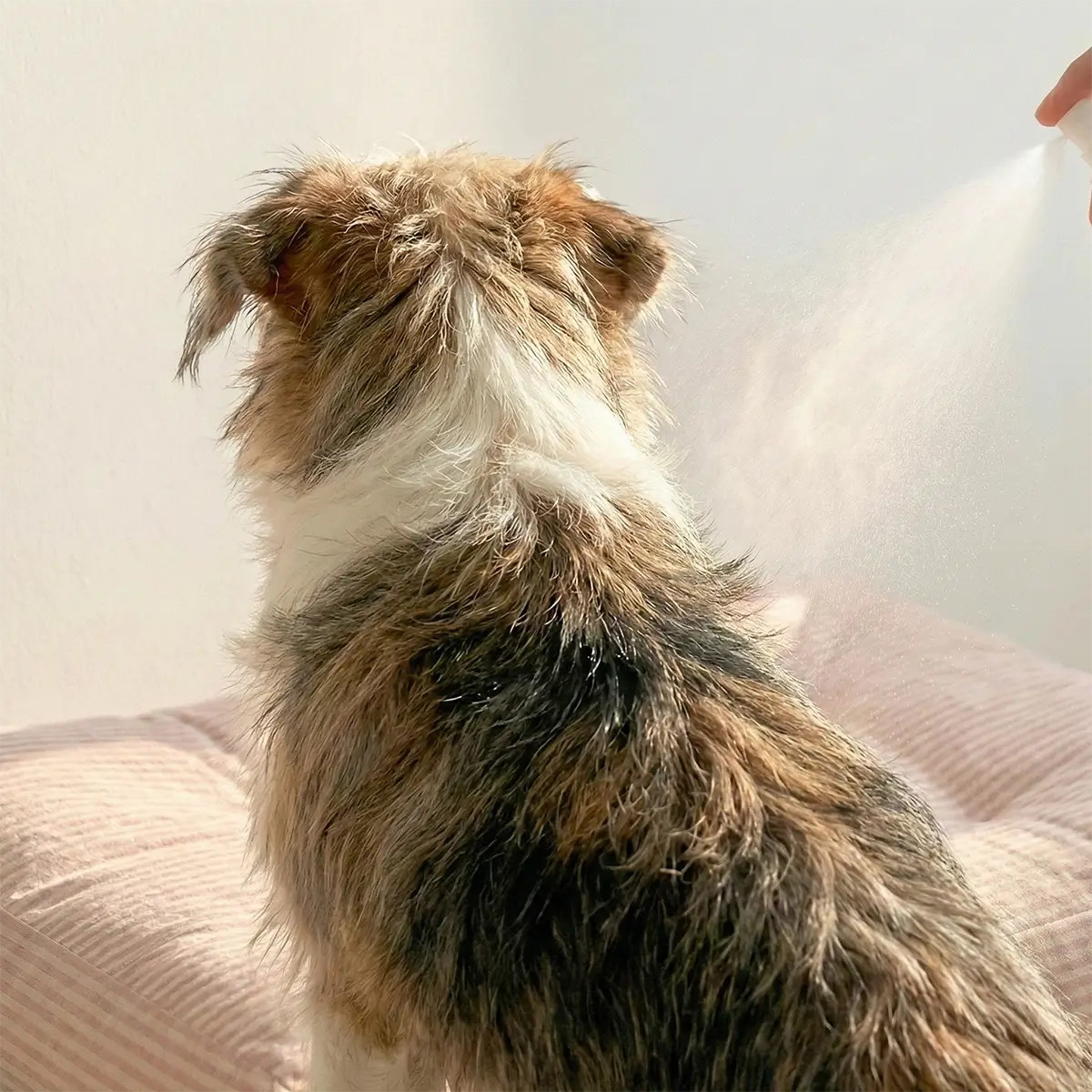 Odor-Reset (Neutralizing) Deodorizing Mist - Patchouli Cloud