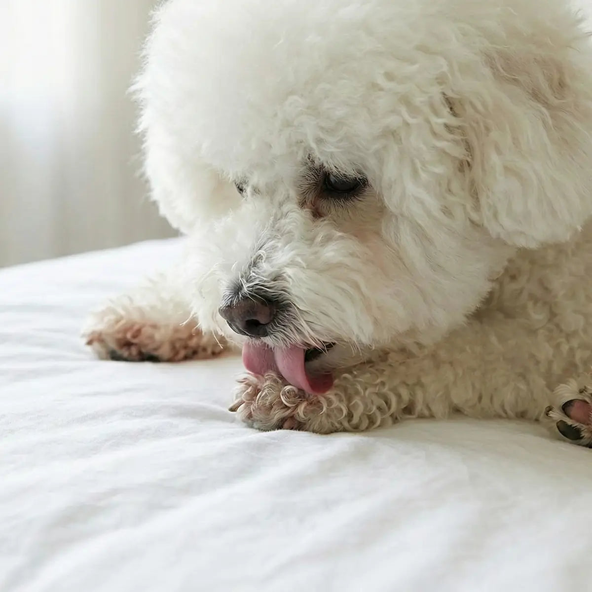 Medi-Clean (Sanitizing) Paw Gel Cleanser - Anti-Licking & Chewing Formula