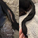 Dog Hot Spot Spray Step 1. Antiseptic & Antifungal