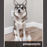 Violet & Rose - Dog Refreshing Mist (Ambassador)