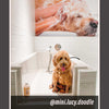 Oatmeal - Ultra Gentle Soothing Dog Shampoo